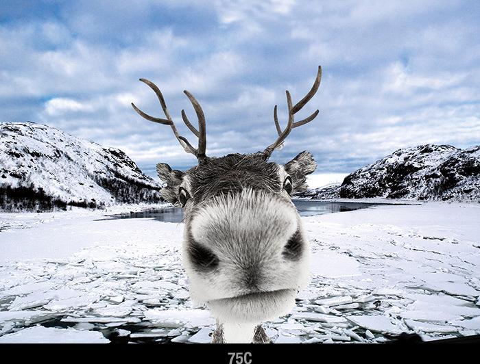 Reindeer Holiday Card by Psaris Productions